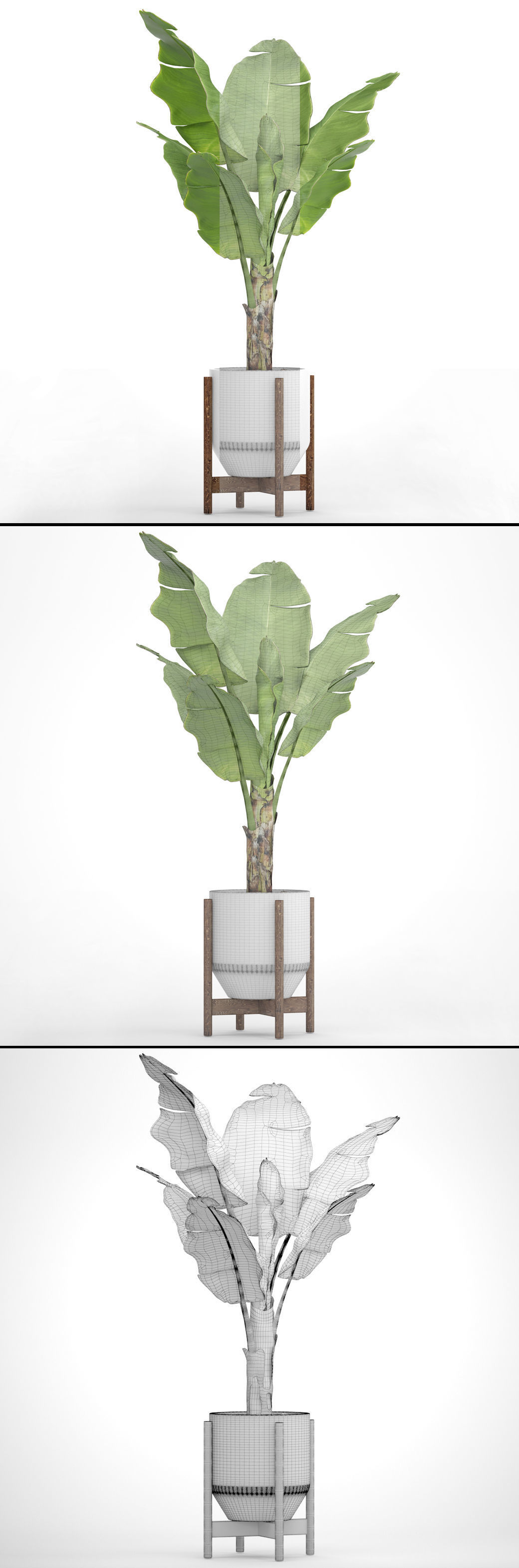 Banana Tree 3D model_4