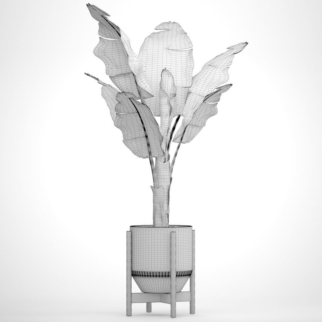 Banana Tree 3D model_6