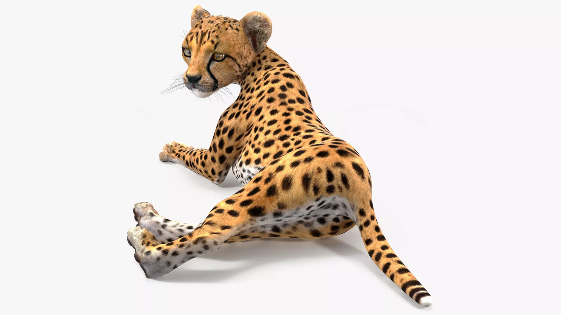 Cheetah Cub Lying Pose for 3D Print 3D print model