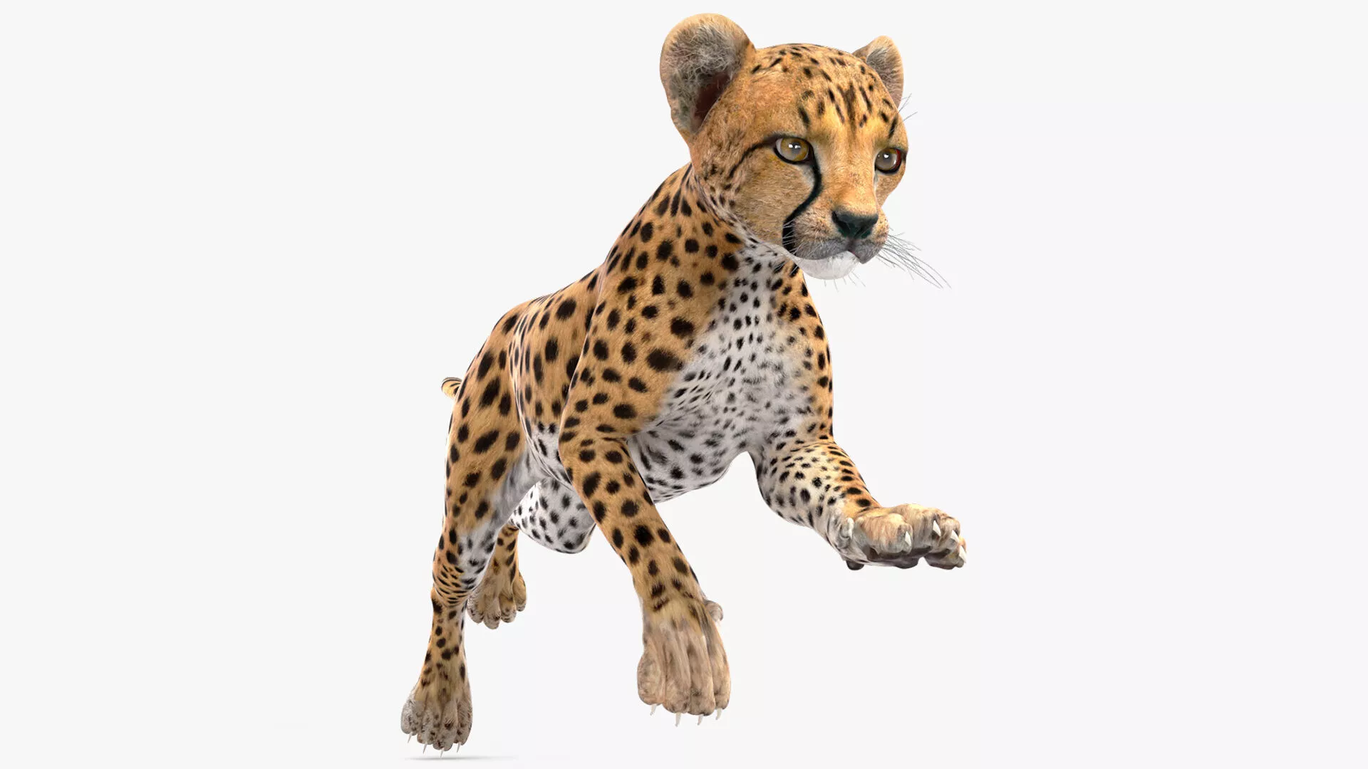 Cheetah Cub Running Pose for 3D Print 3D print model