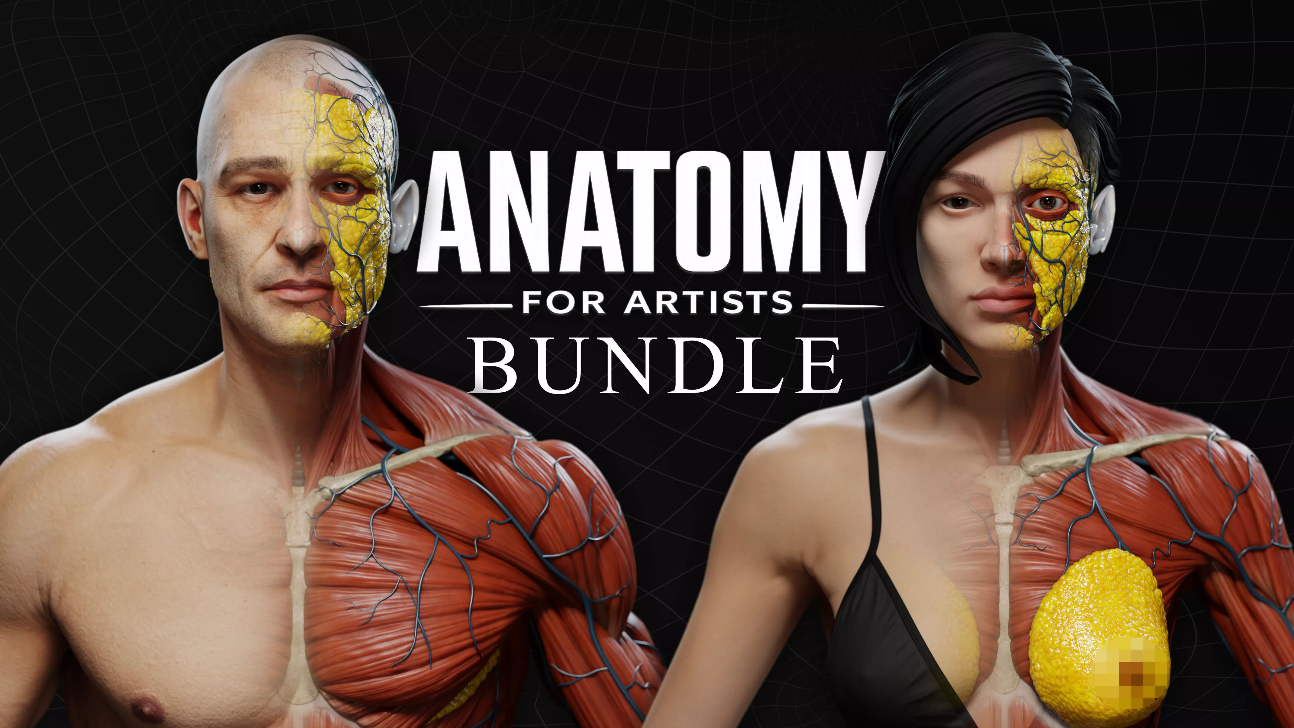 Female and Male Anatomy for Artists - Zbrush-FBX-Blender Low-poly 3D model