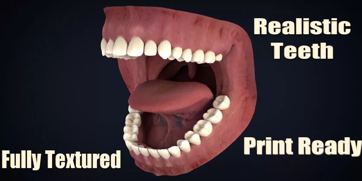 Realistic Human Teeth Anatomy 3D Printable Model 3D print model