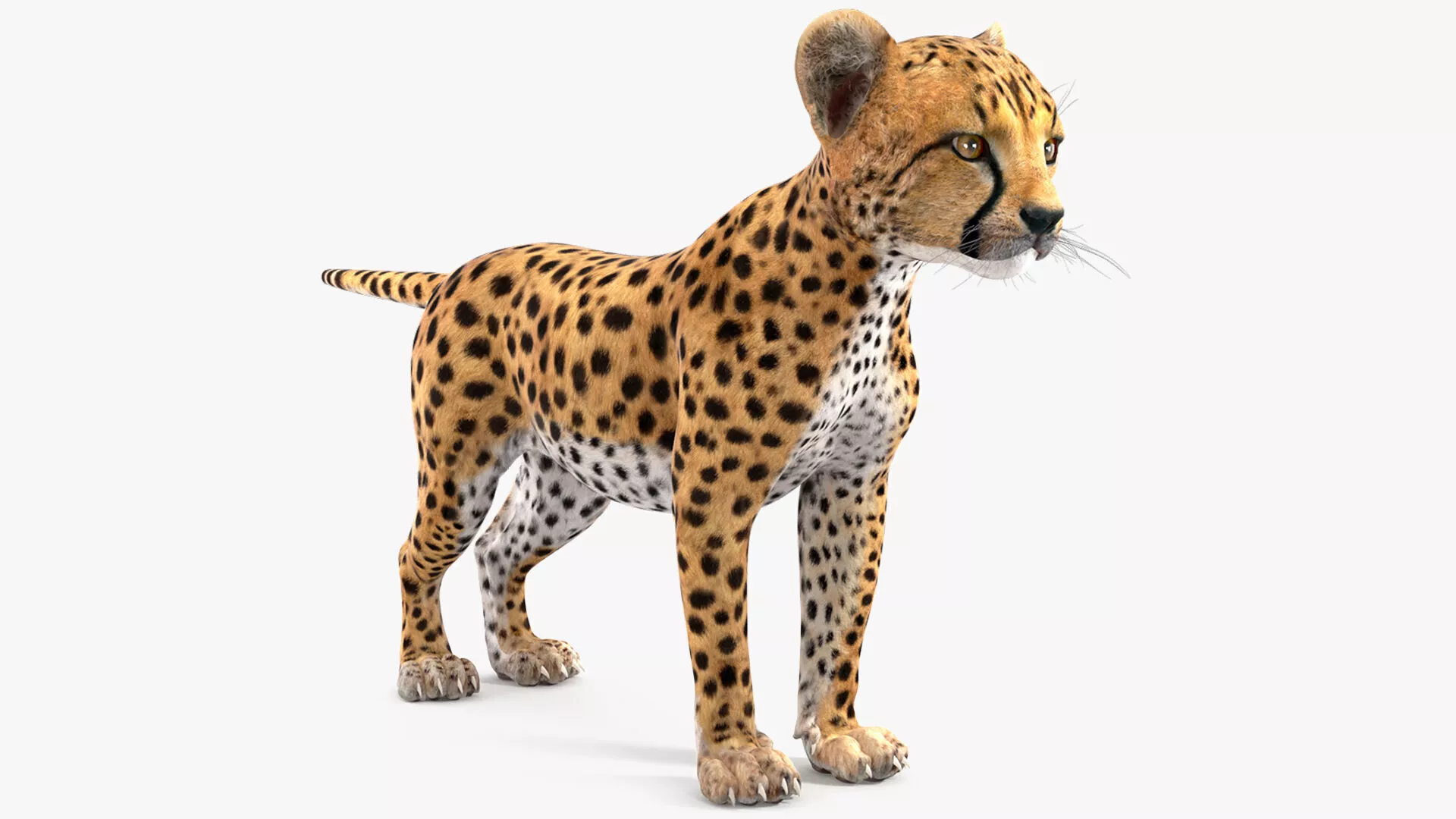 Cheetah Cub for 3D Print 3D print model