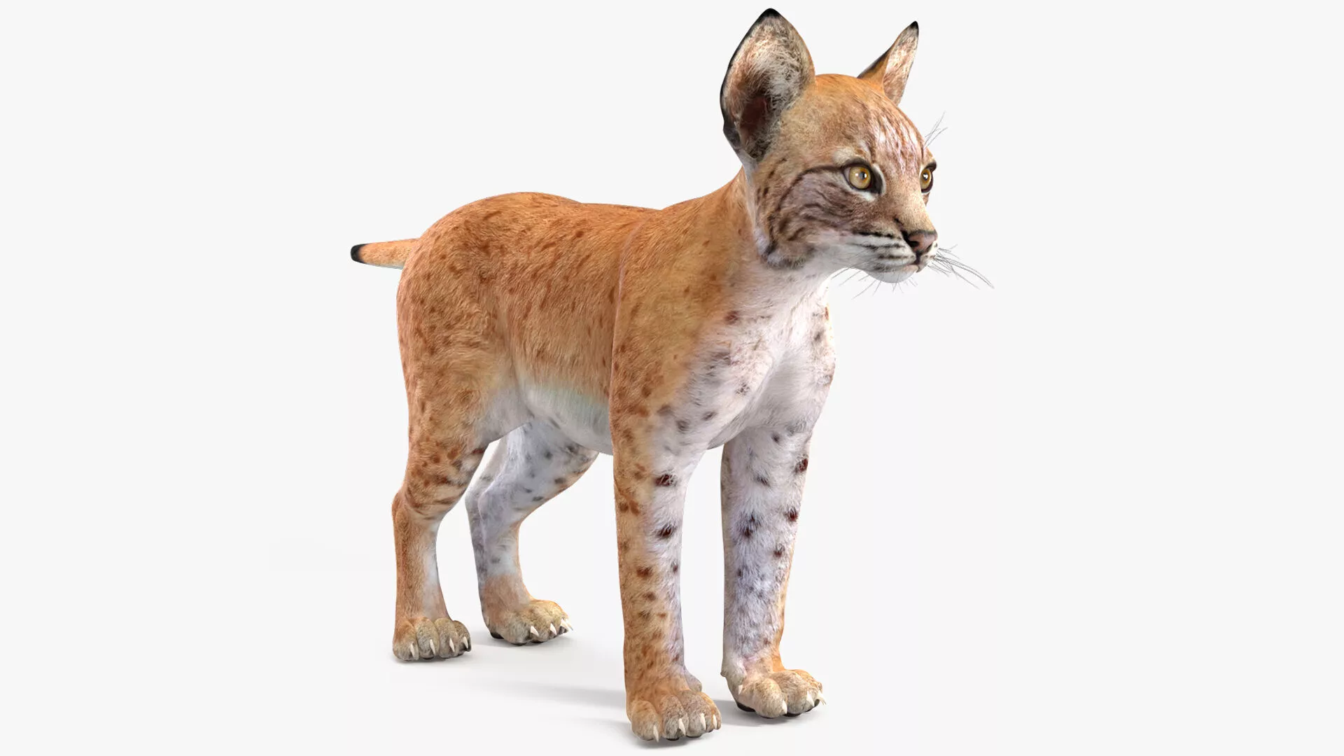 Lynx Cub for 3D Print 3D print model