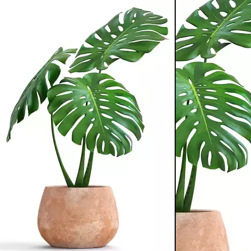 Monstera 3 plant in wooden pot 3D model