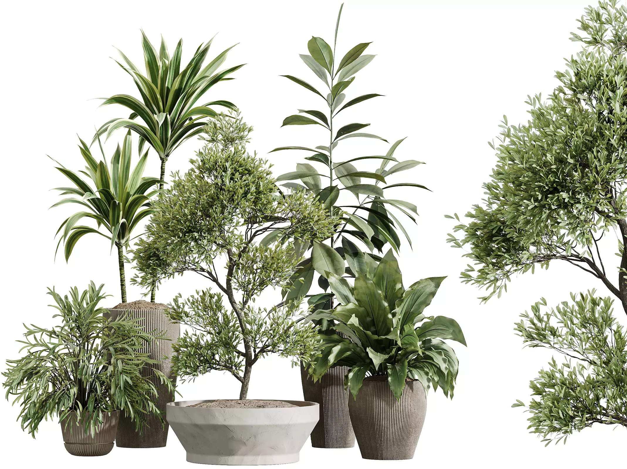 AV Indoor Plants Set 475 Spathiphyllum Olive Ficus Palm 3D model