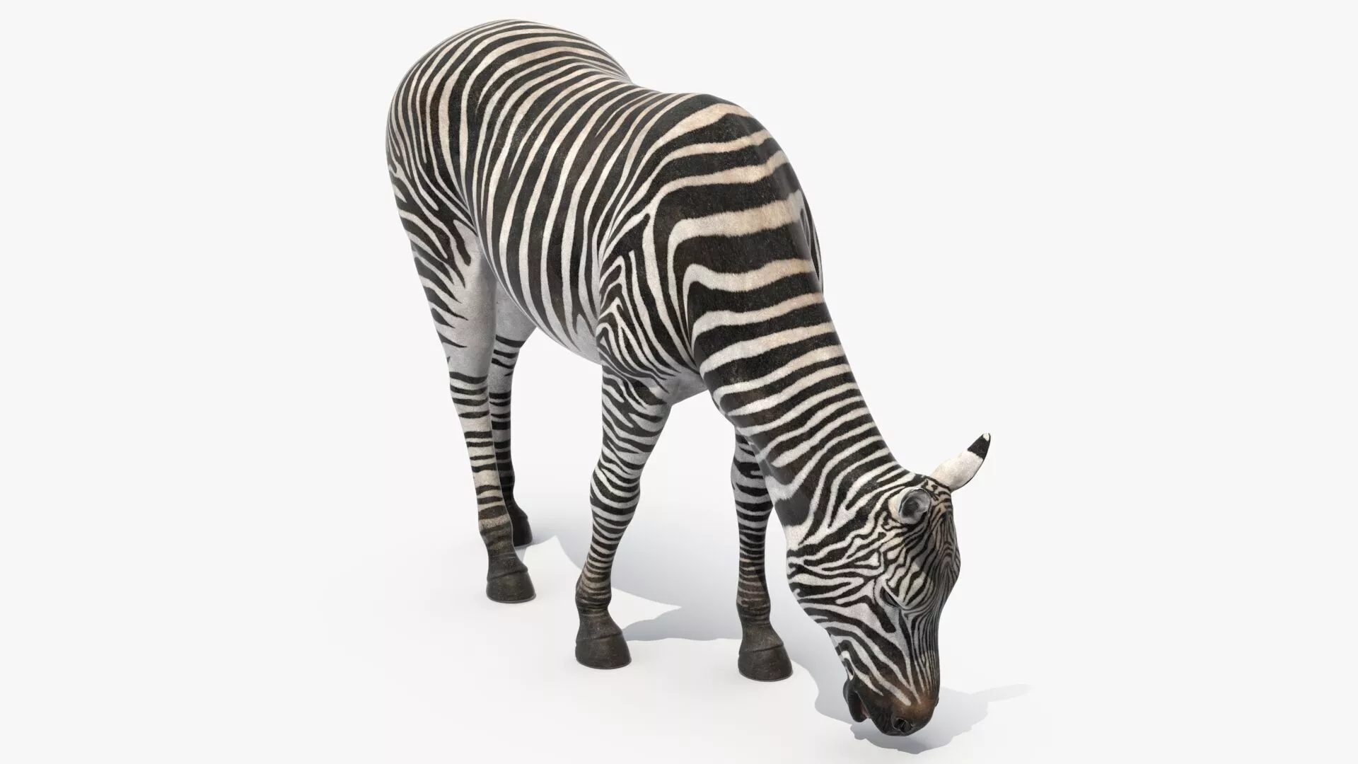 Zebra of Serengeti Eating for 3D Print 3D print model