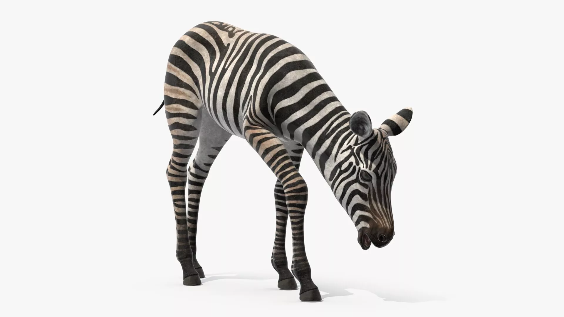 Plains Zebra Foal Eating for 3D Print 3D print model
