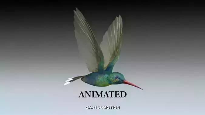 Humming bird Low-poly 3D model