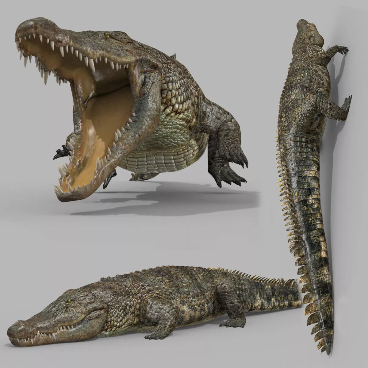 Top Croc PRO - 8K 3D Animated Crocodile Model 3D model
