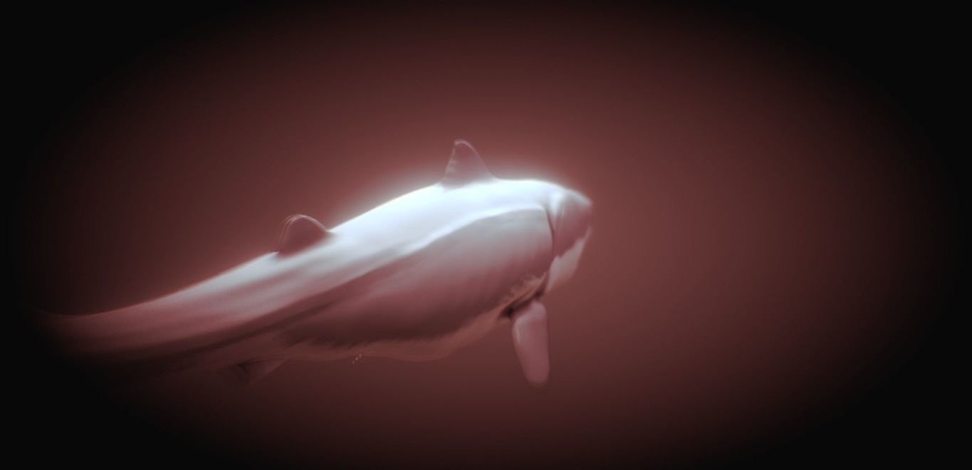 Shark 3D model_4