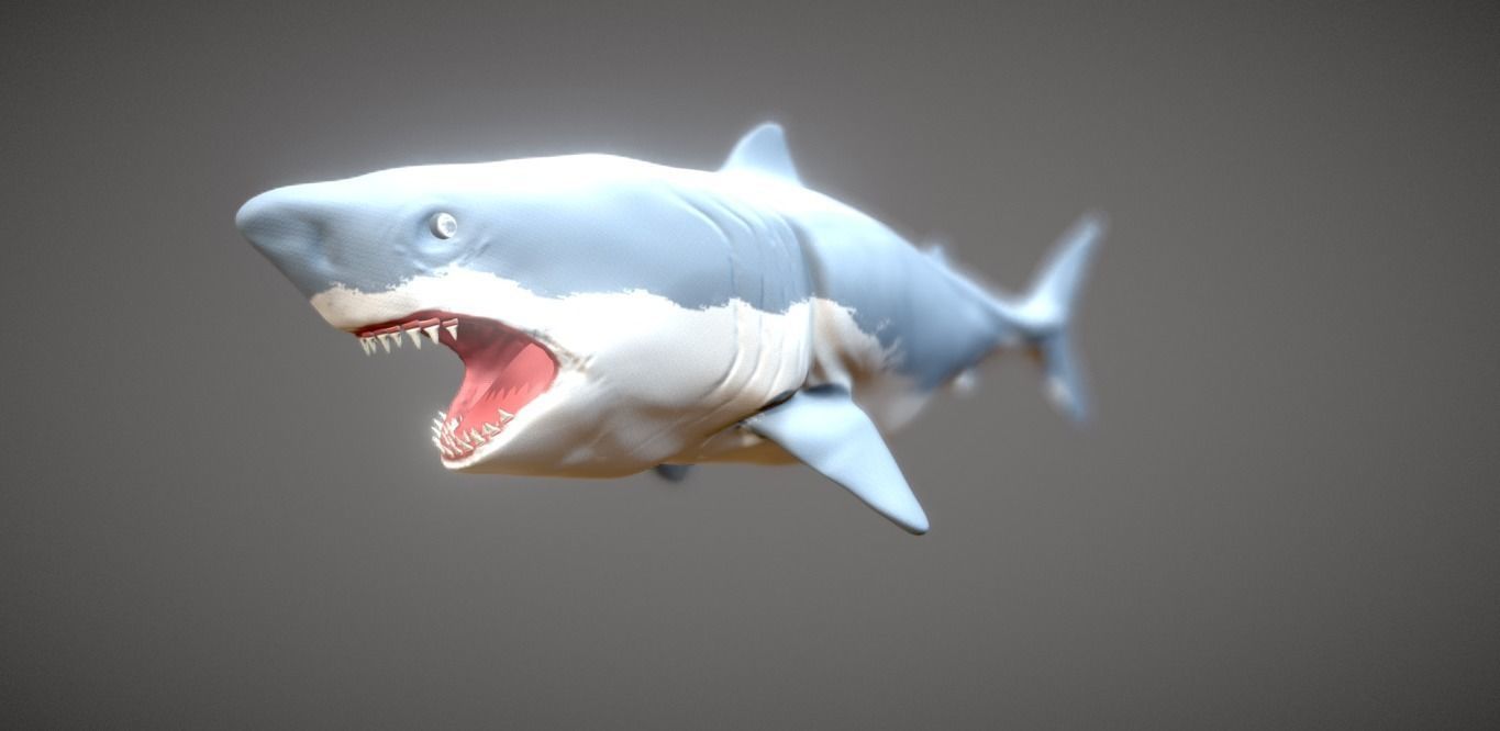 Shark 3D model_0