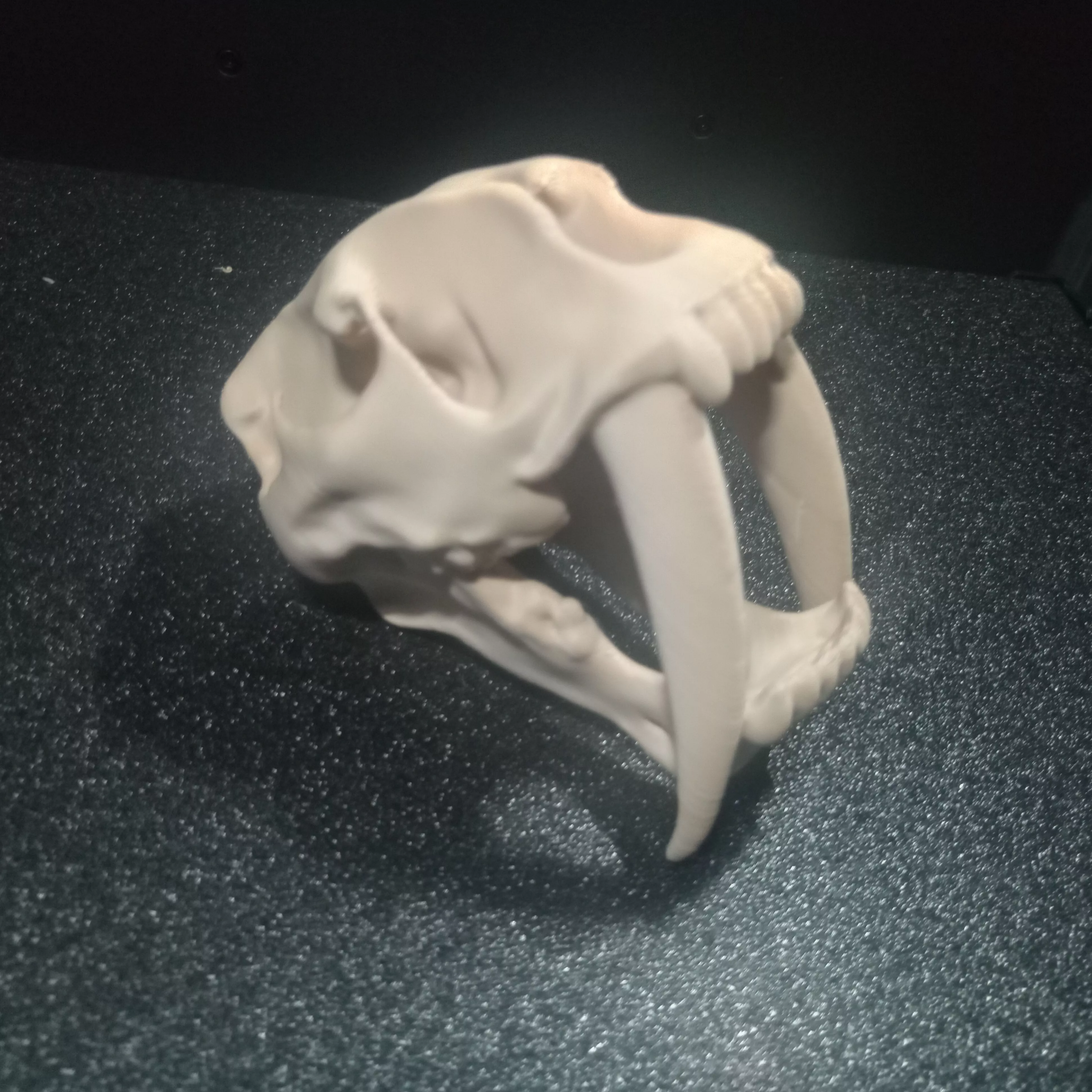 Sabretooth Tiger Skull 3D print model