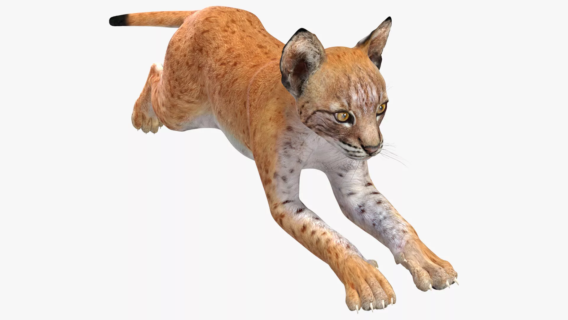 Lynx Cub in Jumping Pose for 3D Print 3D print model
