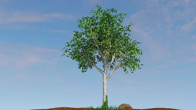 Betula pendula