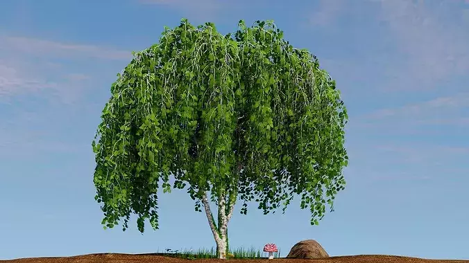 Betula pendula