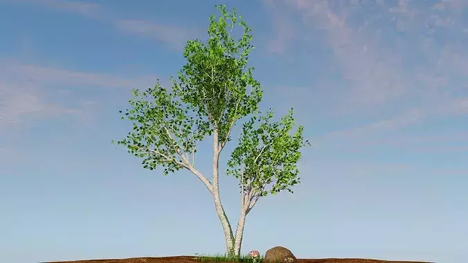 Betula pendula