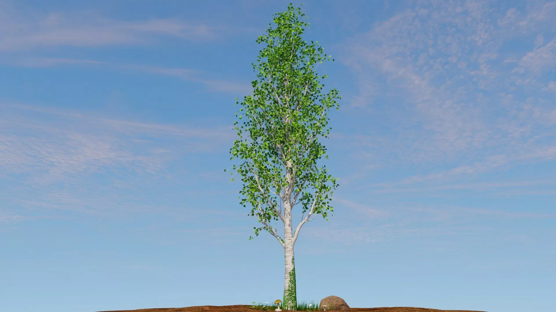 Betula pendula Low-poly 3D model