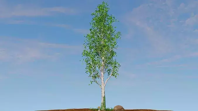 Betula pendula