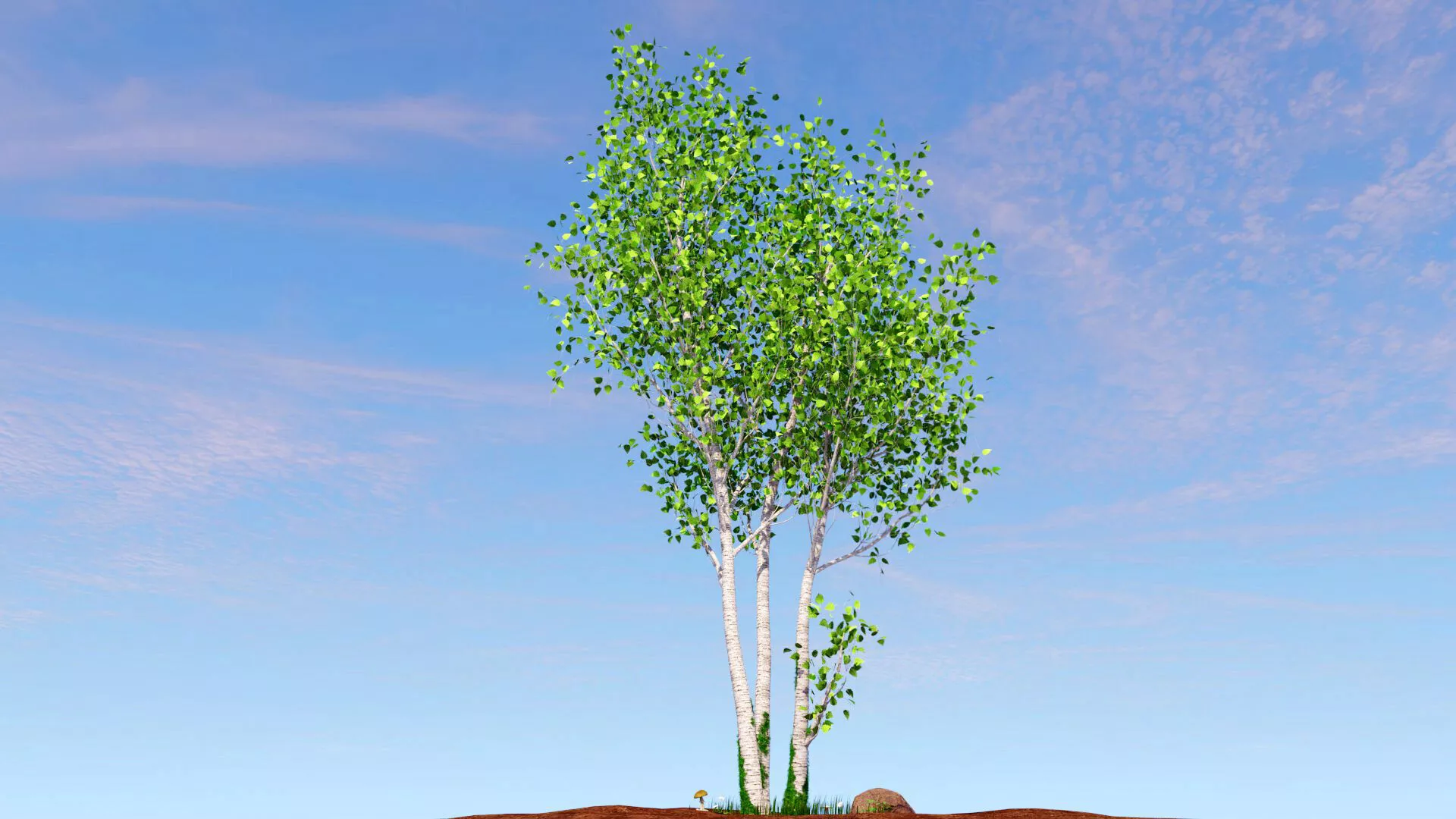 Betula pendula Low-poly 3D model