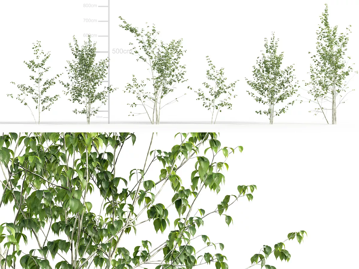 Japanese Small Tree 04 3D model