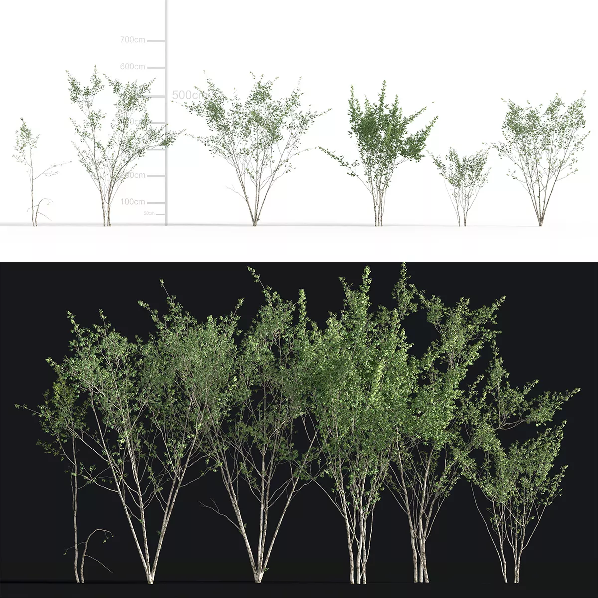 Japanese Small Tree 05 3D model