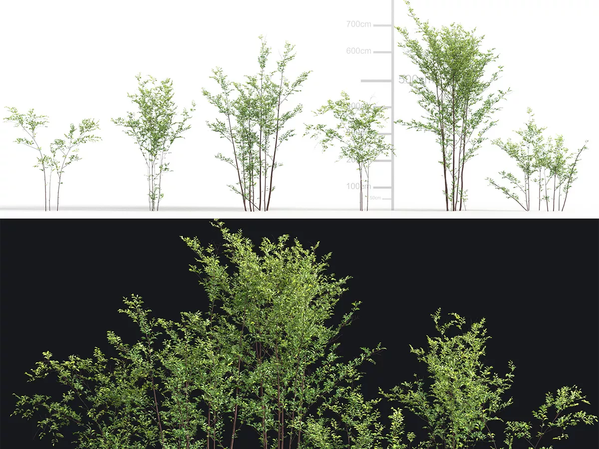Japanese Small Tree 06 3D model