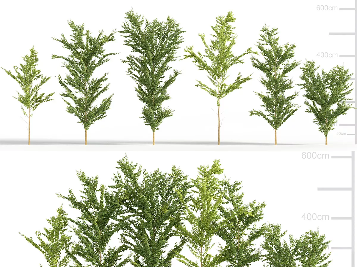 Japanese Small Tree 07 3D model