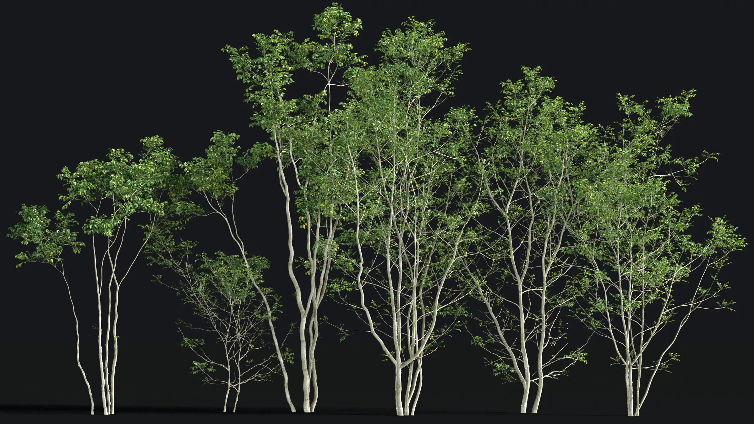 Japanese Small Tree 08 3D model