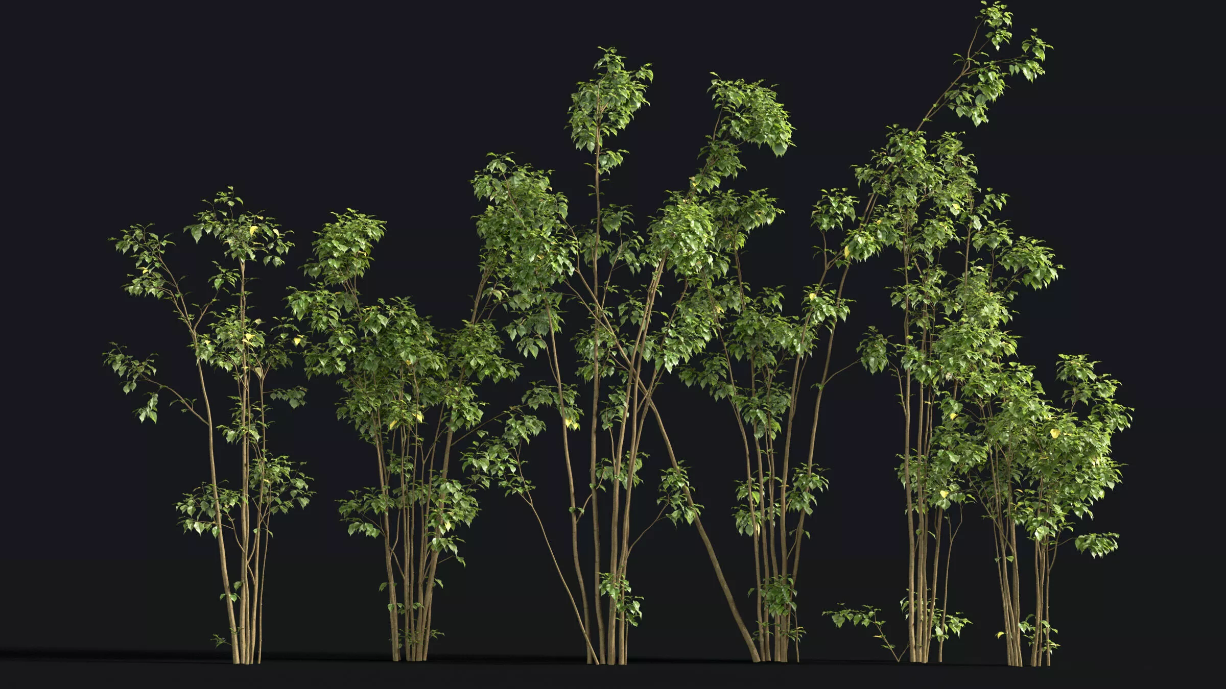 Japanese Small Tree 09 3D model