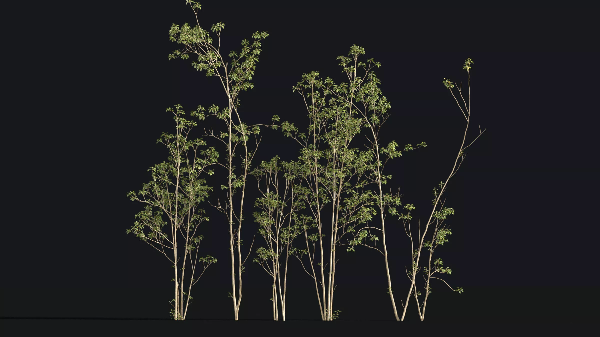 Japanese Small Tree 10 3D model