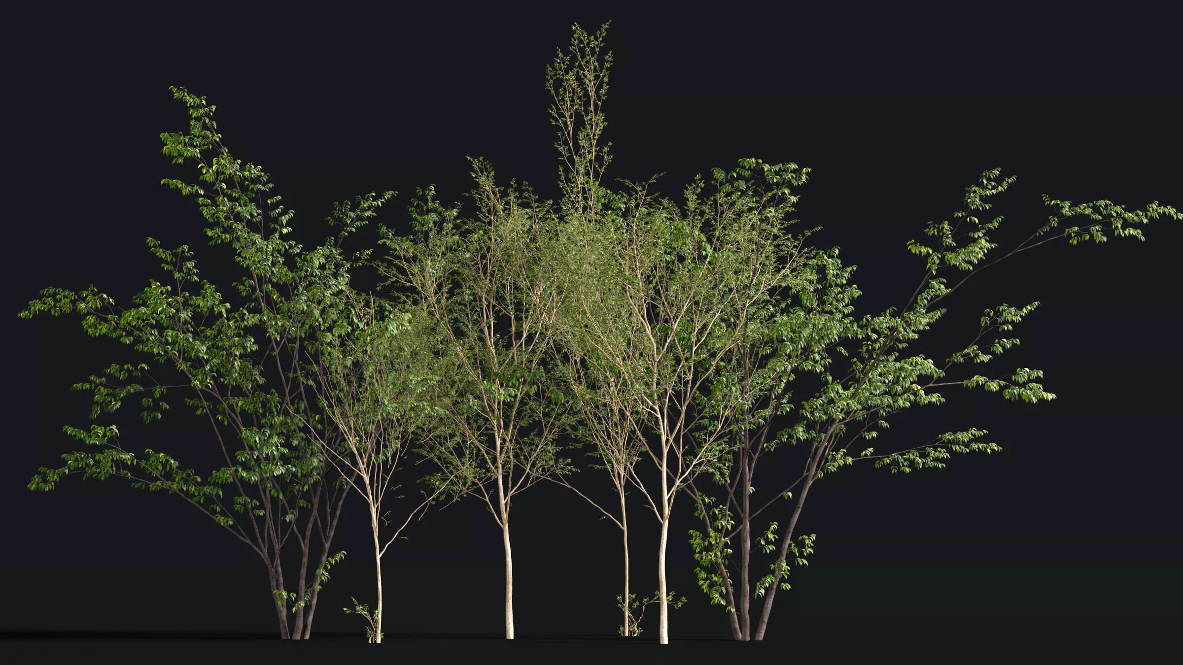 Japanese Small Tree 11 3D model