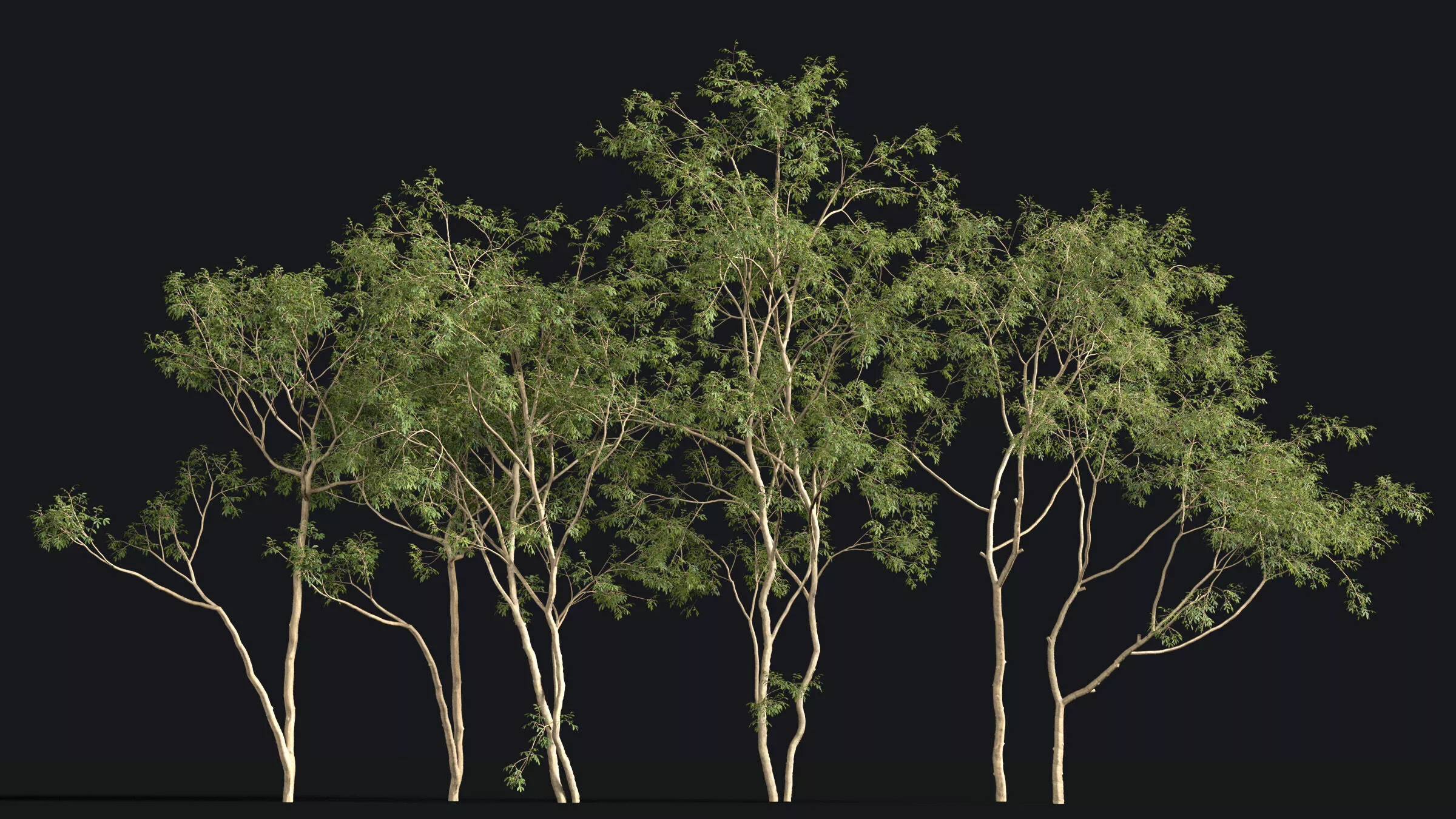 Japanese Small Tree 12 3D model