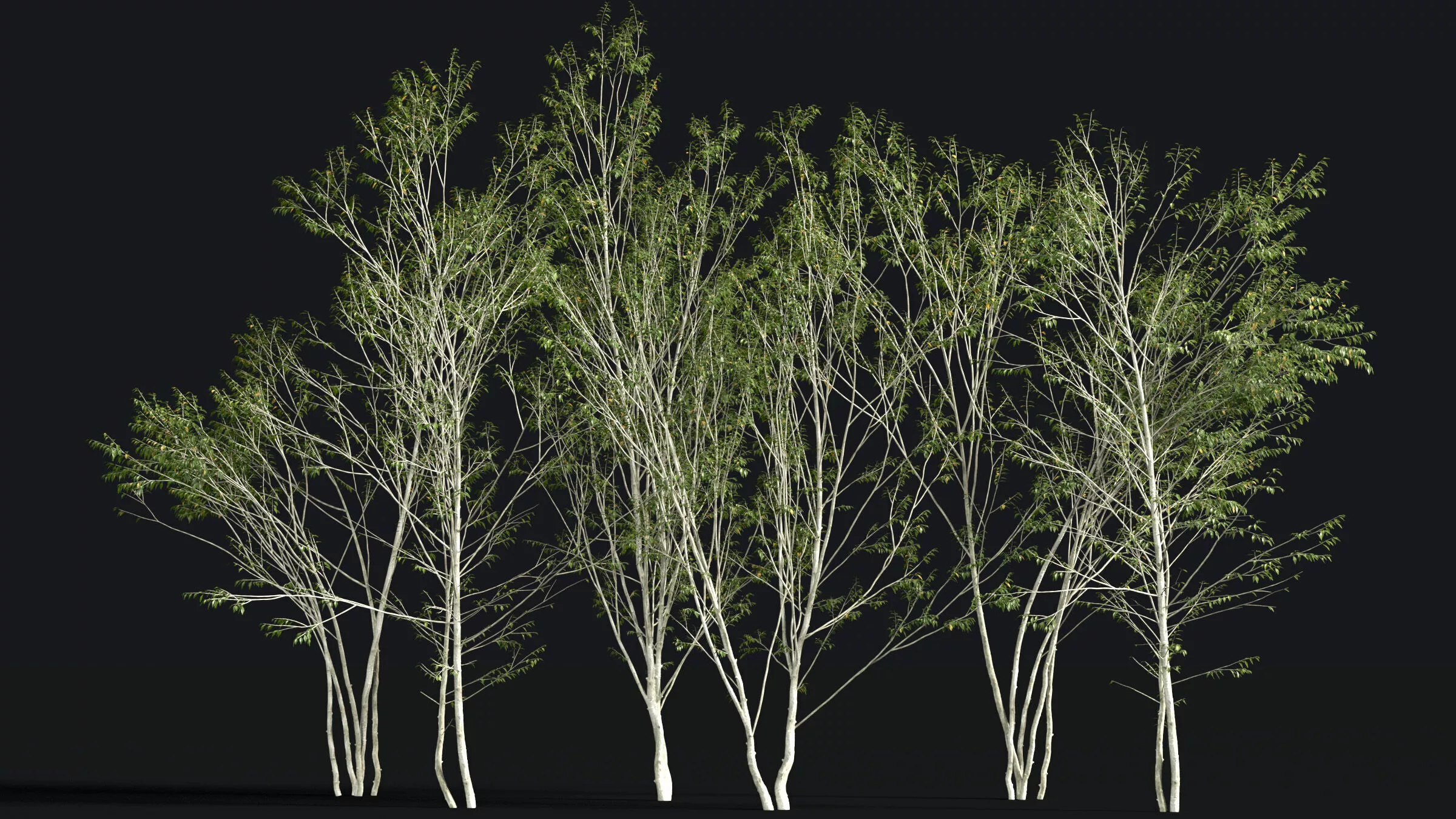 Japanese Small Tree 13 3D model