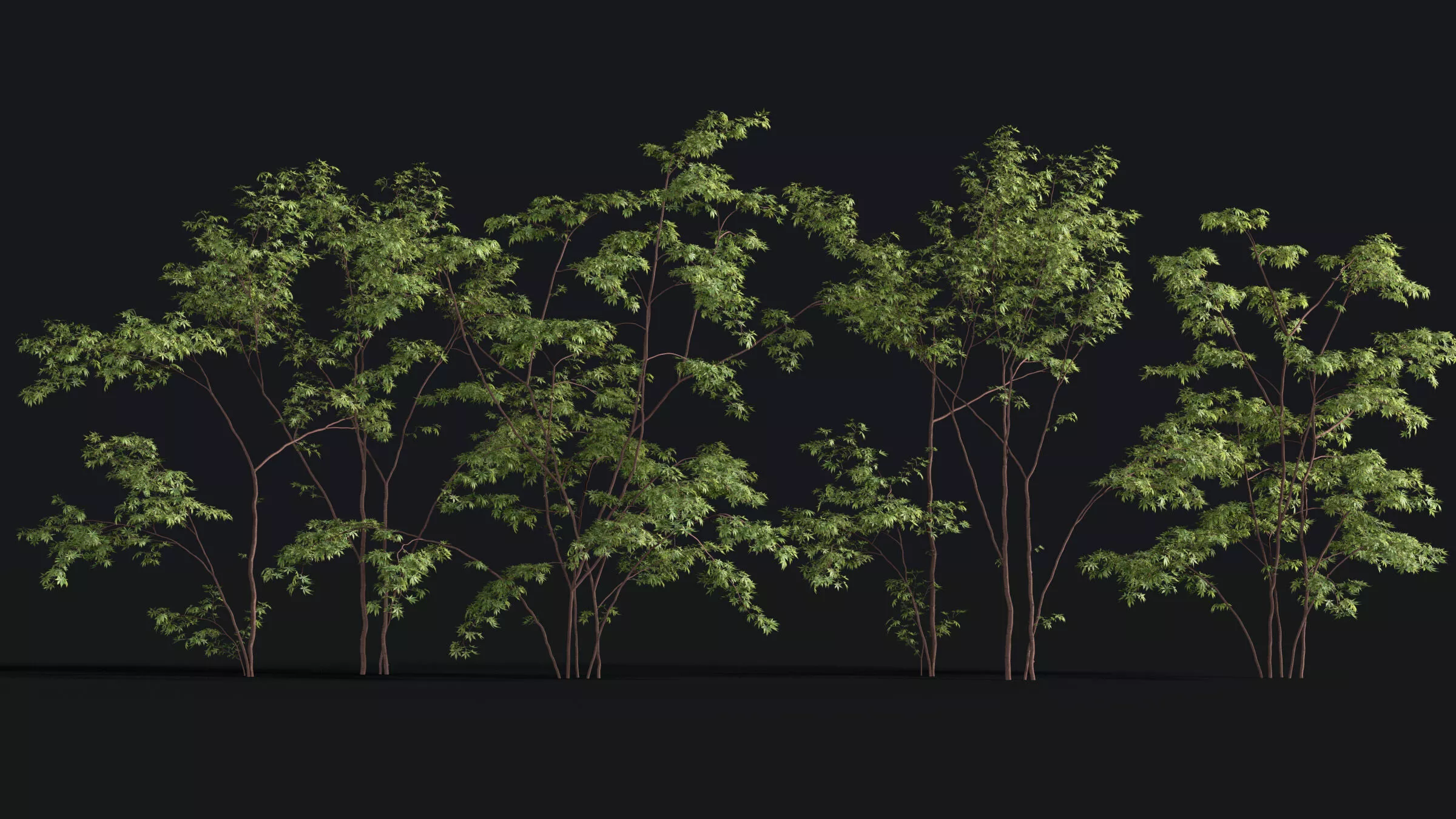 Japanese Small Tree 14 3D model
