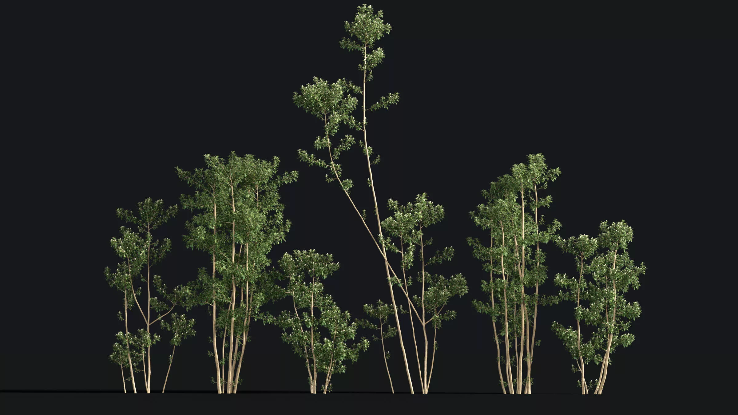 Japanese Small Tree 15 3D model