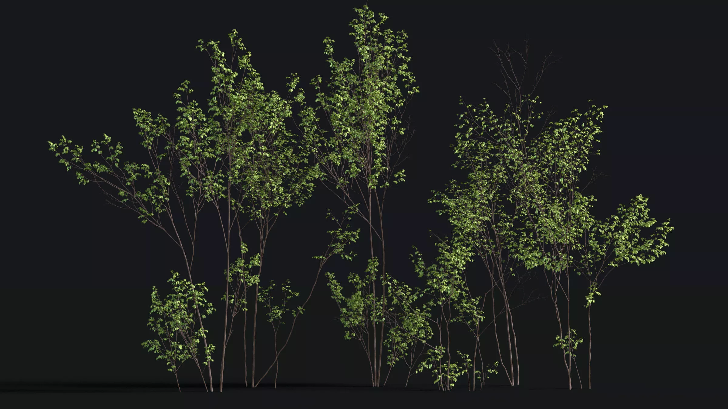 Japanese Small Tree 16 3D model