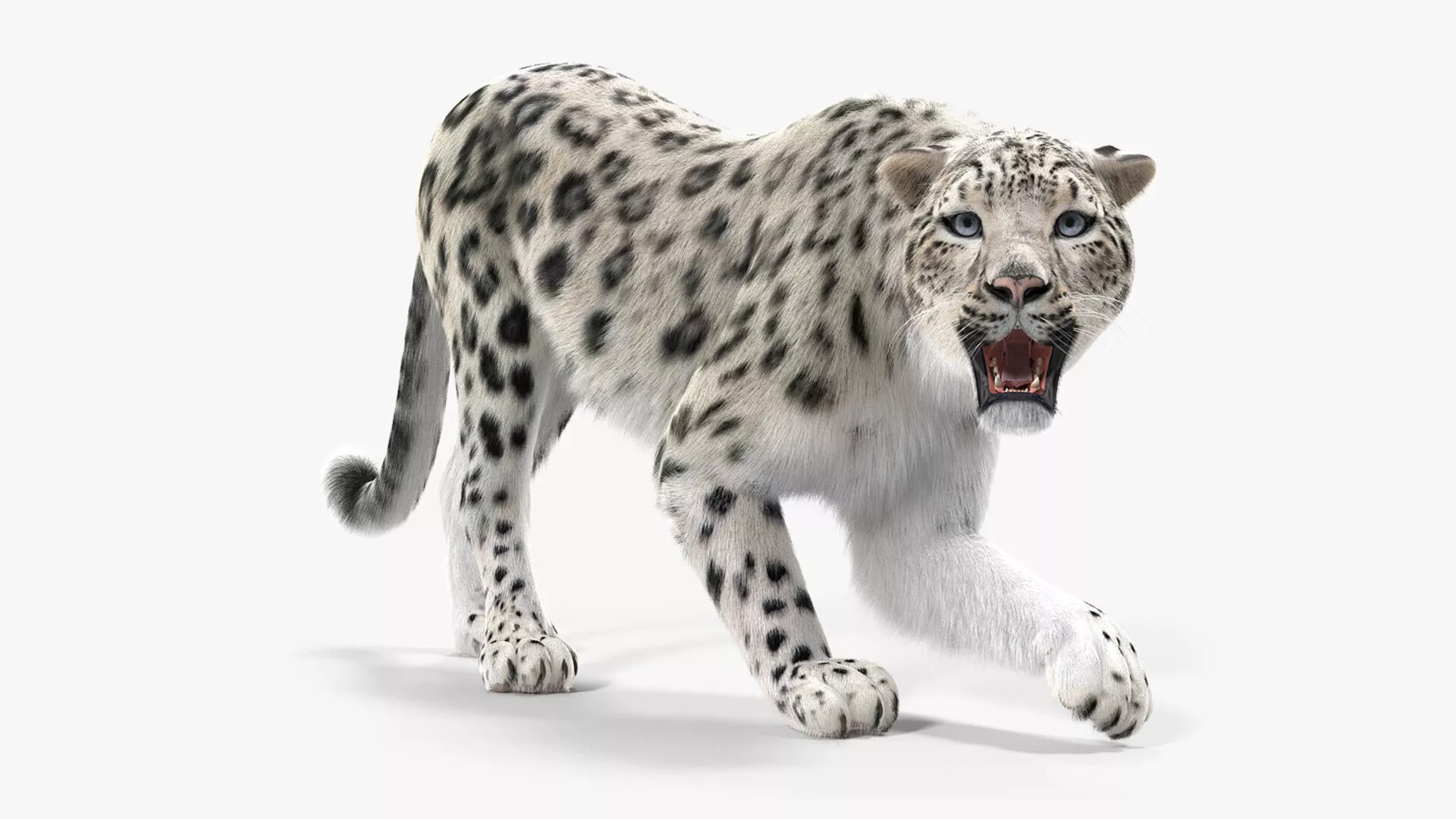 Snow Leopard Rigged with Fur 3D model
