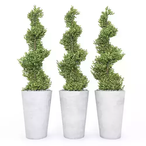 Boxwood - Set-6 three cypress trees in pots