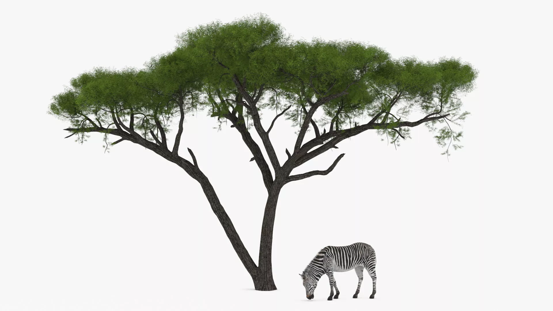 Acacia Shade and Zebra Fur 3D model