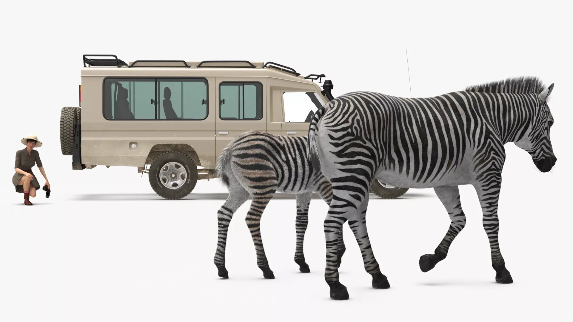 Safari Guide Observing Zebras Fur 3D model