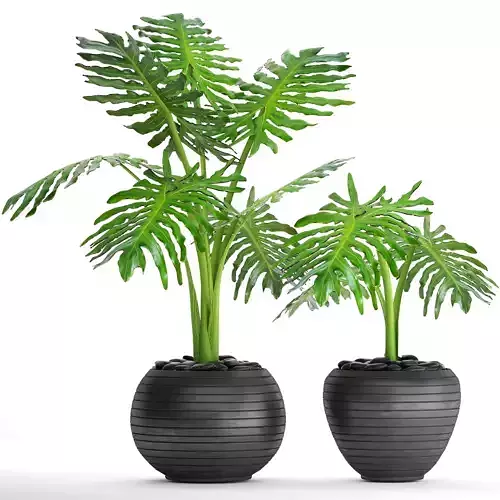 Philodendron selloum 3D model