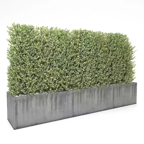 Boxwood - fence 01
