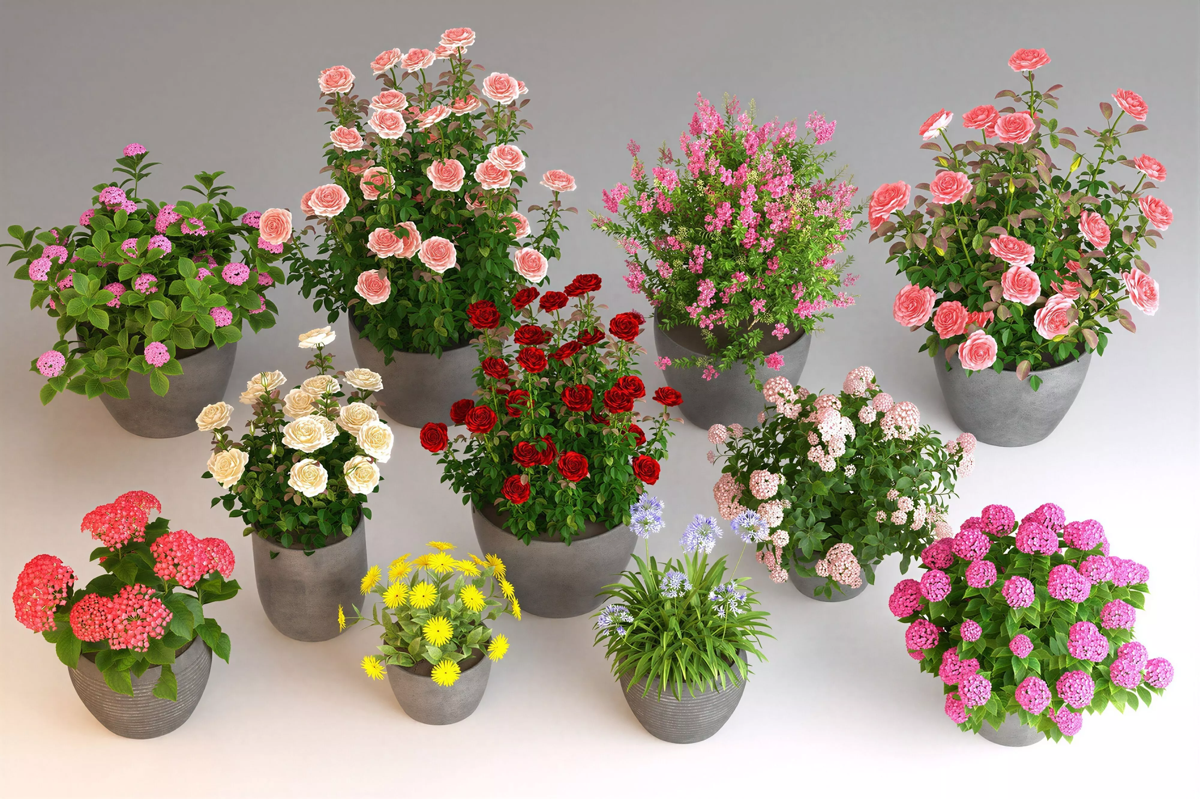 Blooming Potted Shrub 3D Model Pack 3D model