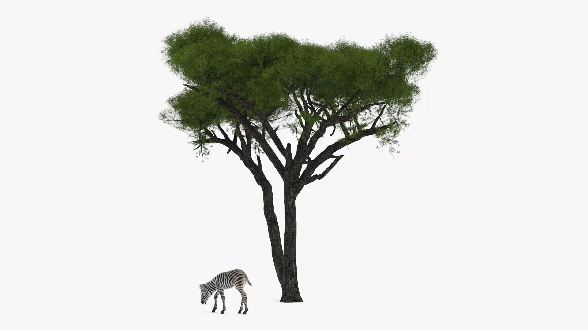 Acacia Shade and Zebra Foal Fur 3D model