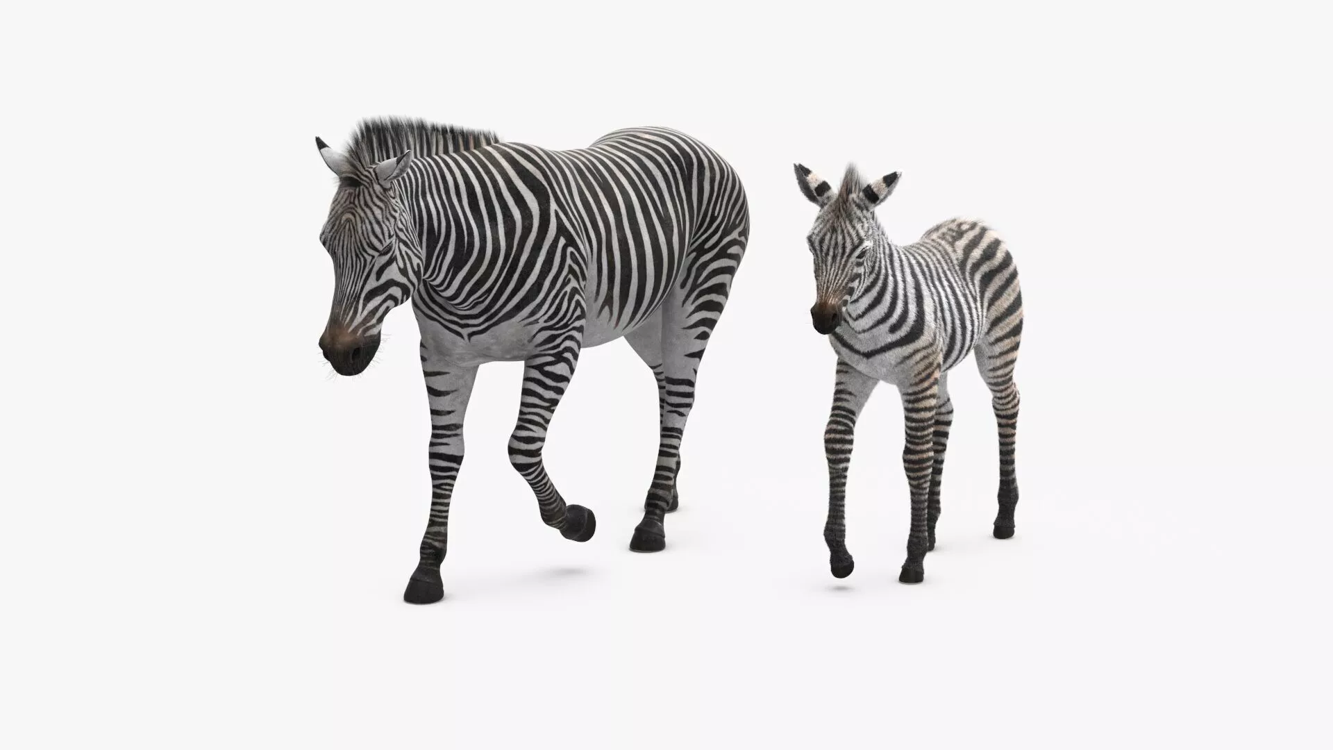 Zebra Mother and Foal Fur 3D model