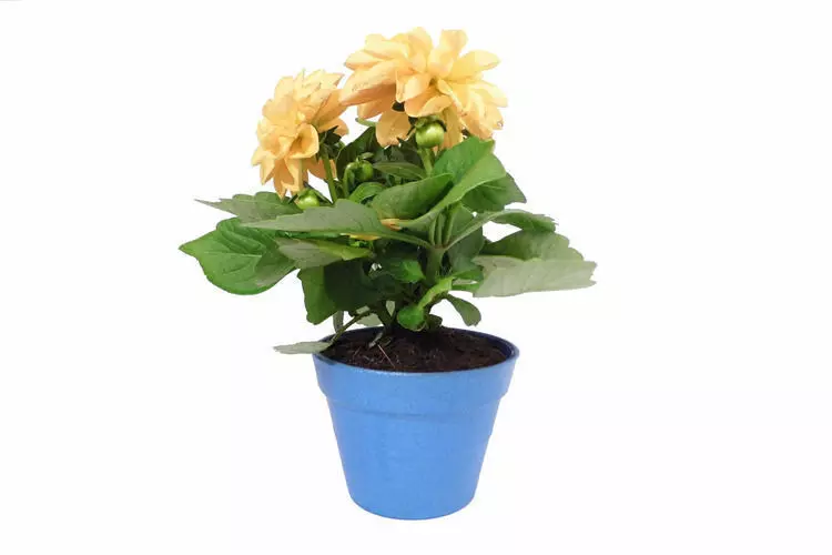 Small Plant Pot 3D print model_0