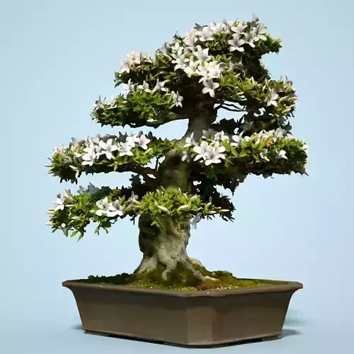 Satsuki Bonsai Tree Blossom 1