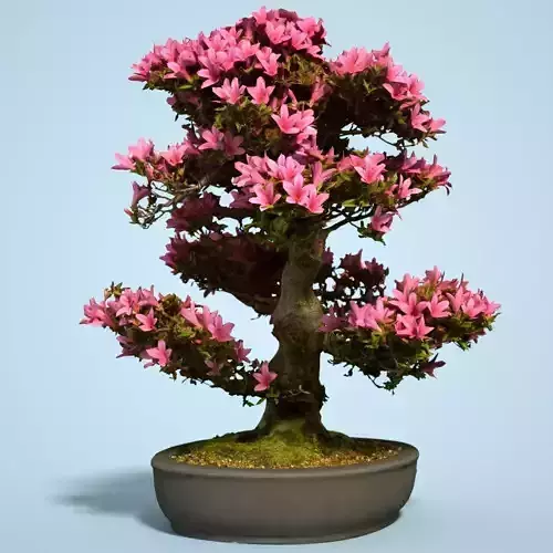 Satsuki Bonsai Tree Blossom 2