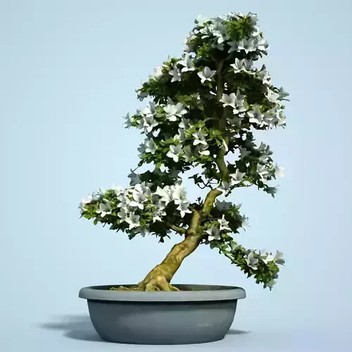 Satsuki Bonsai Tree Blossom 3